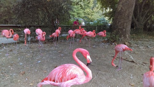 A group of pink flamingos standing on the ground, with a few in the foreground and trees in the background.