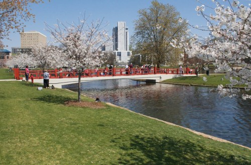 A red bridge spans a pond surrounded by cherry blossom trees, with people enjoying the scenery on a sunny day.