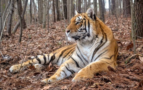 A tiger resting on the forest floor, surrounded by fallen leaves and trees in a serene woodland setting.