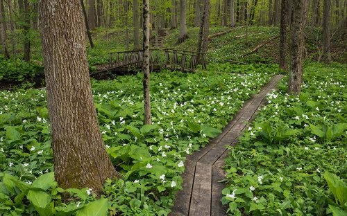 A wooden path through a lush forest, surrounded by vibrant green plants and blooming white flowers.
