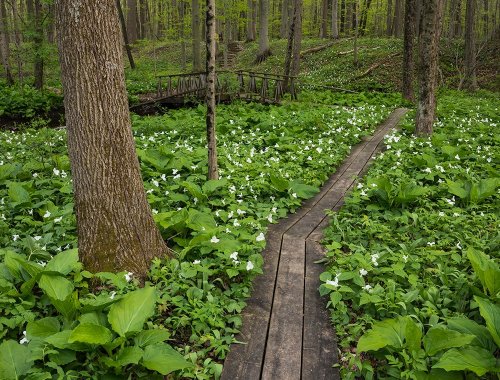A wooden path through a lush green forest, surrounded by white flowers and trees.
