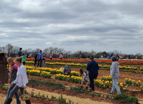A vibrant tulip field with many visitors walking among colorful flower rows under a cloudy sky.
