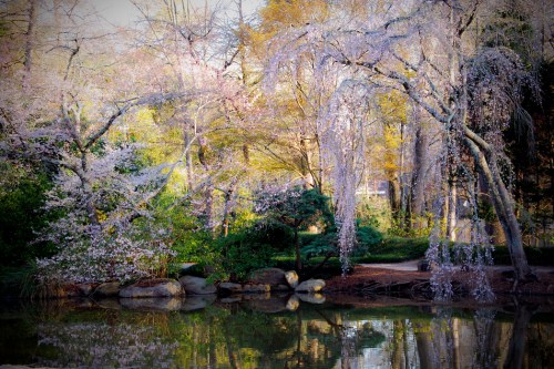 A serene park scene with blooming cherry blossom trees reflected in a calm pond, surrounded by lush greenery.