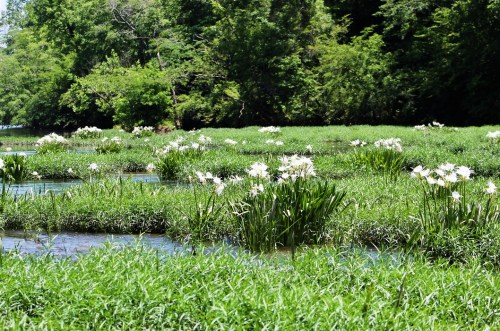 A lush green wetland with clusters of white flowers blooming among tall grasses and calm water.