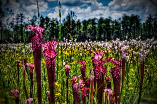 A vibrant field of red pitcher plants surrounded by lush greenery and cotton grass under a blue sky.