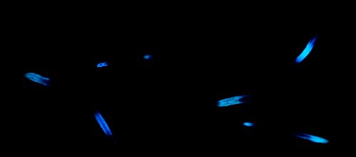Abstract image featuring glowing blue shapes against a dark background, creating a mysterious and dynamic effect.