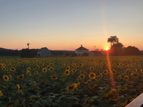 A vibrant field of sunflowers at sunset, with a farmhouse in the background and a warm orange sky.