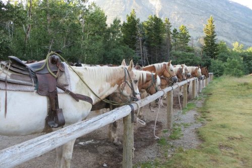 A line of saddled horses tied to a wooden fence, with trees and mountains in the background.