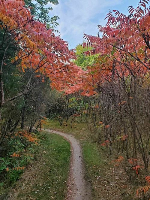 A winding dirt path through a forest with vibrant autumn foliage in shades of red and orange.