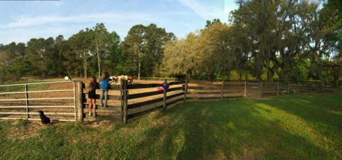 Two children stand by a wooden fence, observing animals in a sunny, green pasture surrounded by trees.