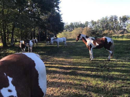 A group of horses, including a brown and white one, grazing in a sunlit field surrounded by trees.