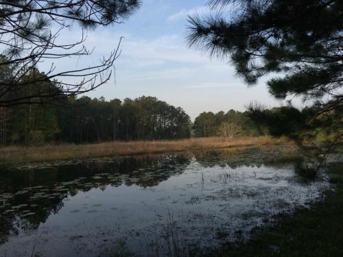 A serene pond surrounded by tall grass and trees, reflecting the sky and greenery in calm waters.