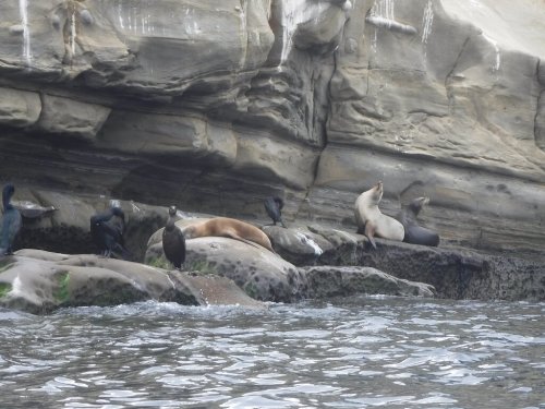 A group of seals and birds resting on rocky shorelines near the water, with cliffs in the background.