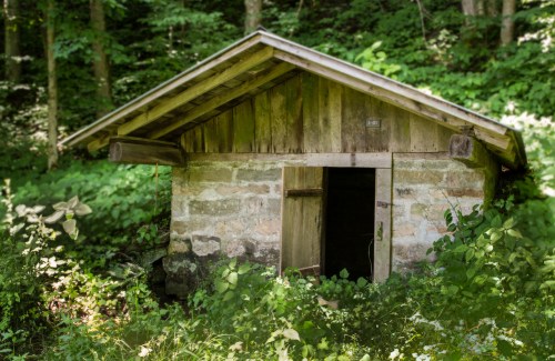 A small, rustic wooden cabin partially hidden by lush greenery in a forested area.