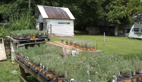 A garden with potted lavender plants on tables, with a rustic shed and greenery in the background.
