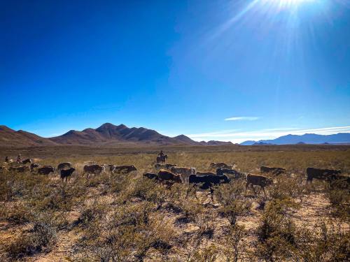A cowboy herds cattle across a desert landscape with mountains under a bright blue sky.