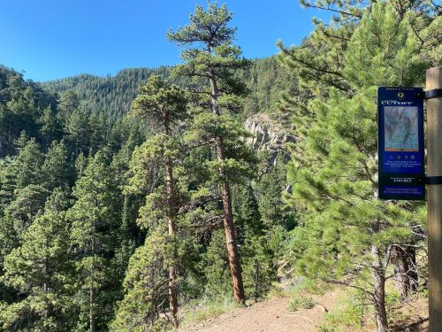 A scenic view of a forested area with tall pine trees and a trail map signpost in the foreground.