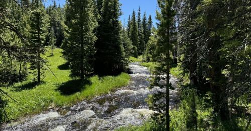 A river running through a forest in Wyoming
