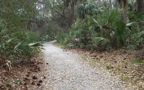 A winding gravel path through a lush, green forest with palm trees and scattered pine cones.