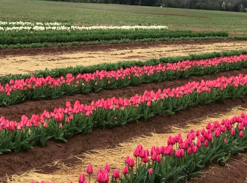 Vibrant rows of pink and white tulips in a field, with straw between the flower beds and green grass in the background.