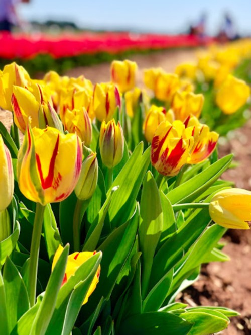 A vibrant field of yellow tulips with red streaks, surrounded by lush green leaves under a clear blue sky.
