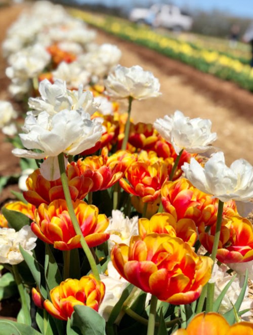 A vibrant field of tulips with orange and yellow blooms alongside white flowers under a clear blue sky.