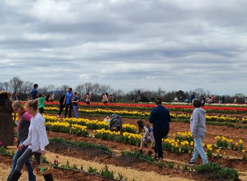 A vibrant tulip field with many visitors walking among colorful flower rows under a cloudy sky.