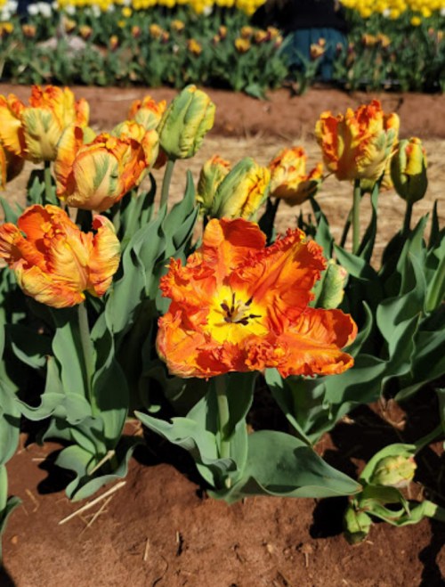 Vibrant orange and yellow tulips bloom among green leaves in a sunny garden setting.