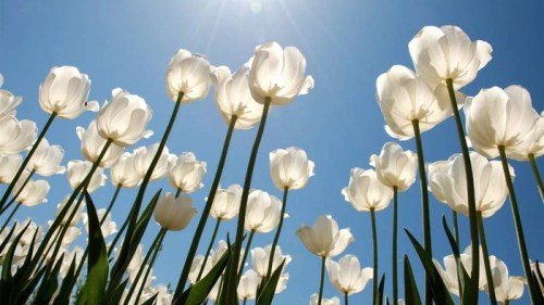 A field of white tulips reaching towards a clear blue sky, illuminated by bright sunlight.