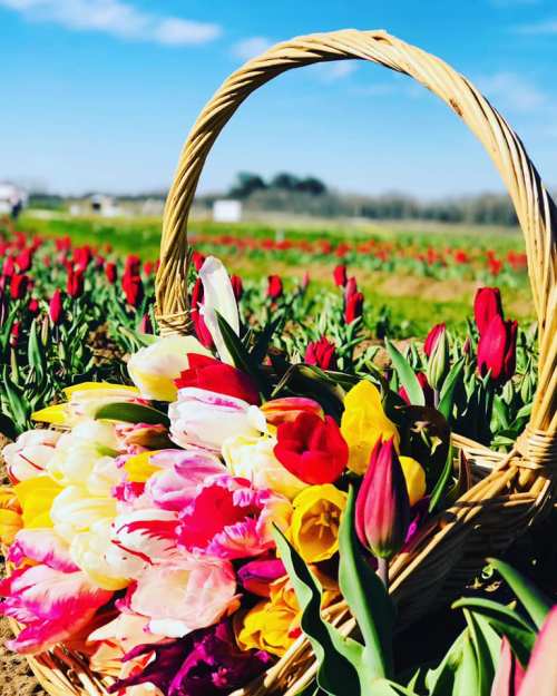 A woven basket filled with colorful tulips sits in a vibrant flower field under a clear blue sky.