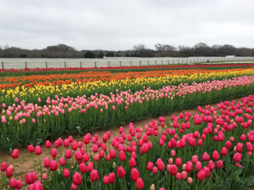 A vibrant field of tulips in various colors, including pink, yellow, and orange, under a cloudy sky.