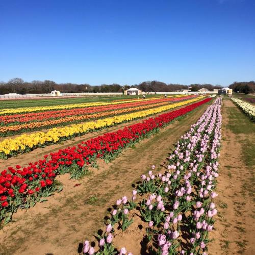 A vibrant field of tulips in various colors under a clear blue sky, with visitors enjoying the scenery.