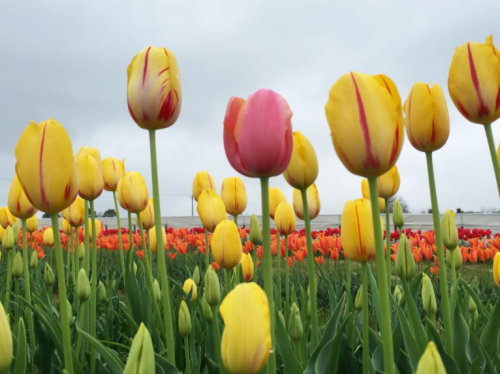 A field of vibrant tulips in various colors, including yellow and pink, under a cloudy sky.