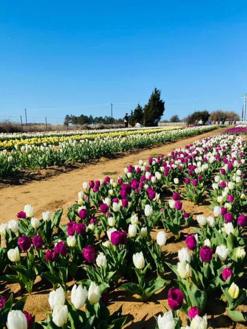A vibrant field of tulips in various colors under a clear blue sky, with people walking in the background.