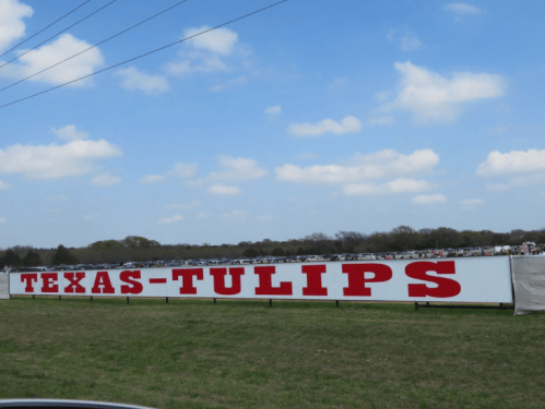 A large sign reading "TEXAS TULIPS" in bold red letters against a blue sky and grassy field.