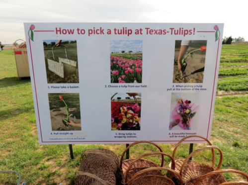 Sign with instructions on how to pick tulips at Texas-Tulips, featuring images and steps for visitors.