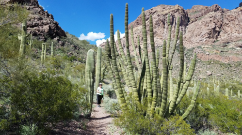 A hiker walks along a trail surrounded by tall cacti and rocky hills under a clear blue sky.