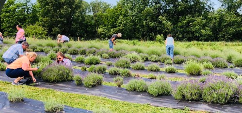 People harvesting lavender in a field, surrounded by lush greenery and rows of lavender plants.