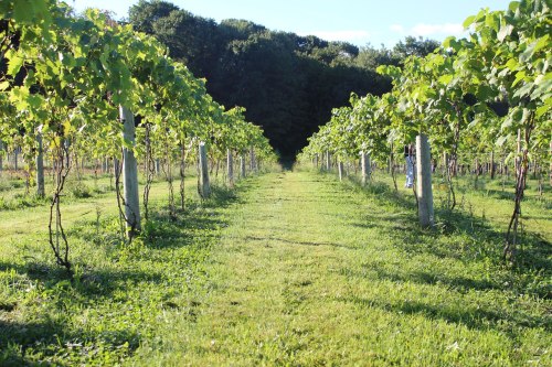 A lush vineyard with rows of grapevines stretching into the distance, surrounded by greenery and trees.