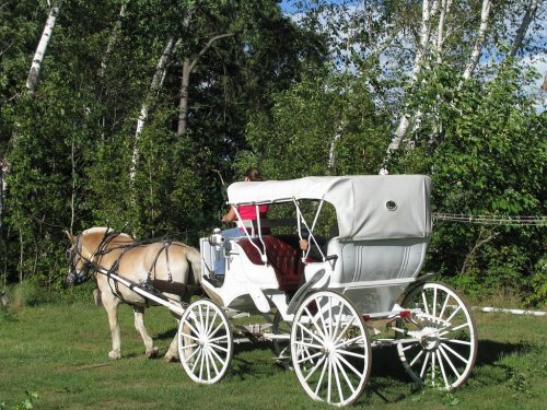 A white horse-drawn carriage in a green field, with a person seated inside and trees in the background.