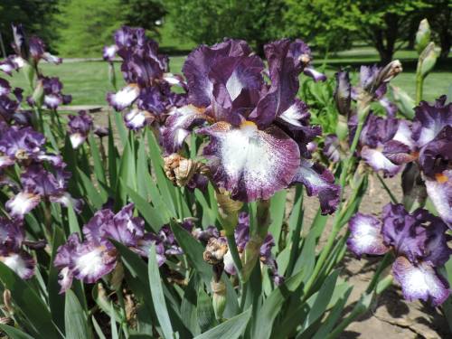 Purple irises with white accents bloom among green leaves in a sunny garden setting.