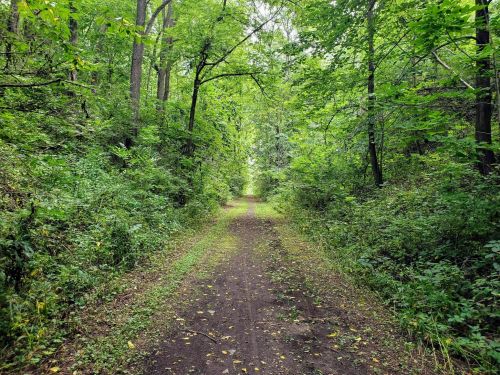 A serene dirt path surrounded by lush green trees and foliage, leading into a peaceful forest.