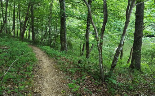 A winding dirt path through a lush green forest with trees and foliage on either side.