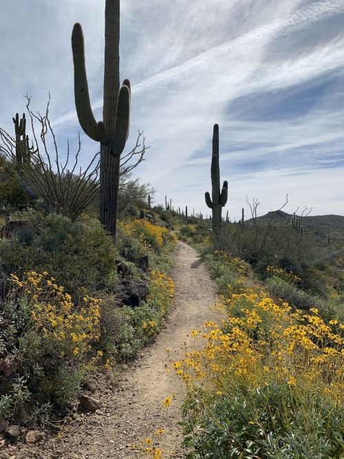 A winding dirt path through a desert landscape, lined with yellow flowers and tall cacti under a cloudy sky.