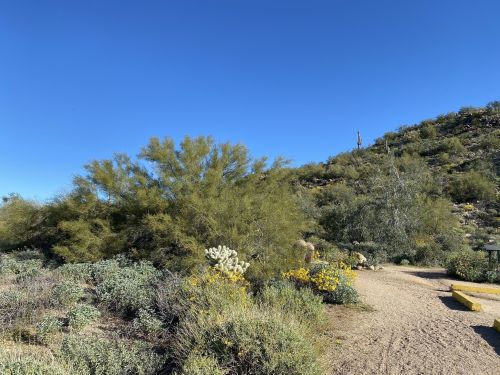Desert landscape with green shrubs, yellow wildflowers, and a clear blue sky. A dirt path winds through the scene.