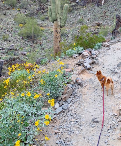 A small dog walks along a rocky path surrounded by yellow flowers and a tall cactus in a desert landscape.