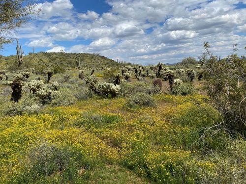A desert landscape with green vegetation, yellow wildflowers, and cacti under a partly cloudy sky.