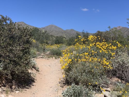 A dirt path leads through vibrant yellow wildflowers, with mountains and a blue sky in the background.