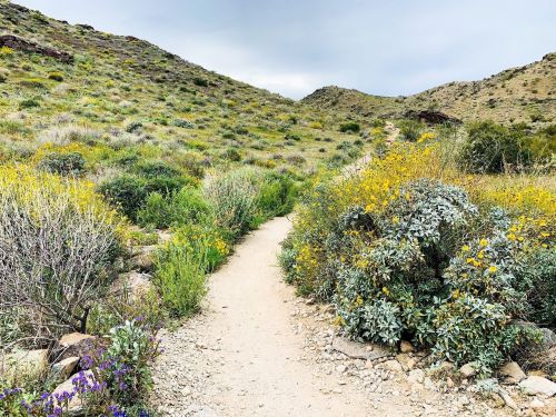 A winding dirt path through a lush, green landscape with wildflowers and rolling hills under a cloudy sky.