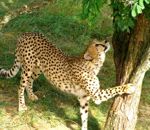 A cheetah stretches against a tree, showcasing its distinctive spotted coat in a grassy environment.